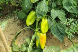 In vizita la gradina de legume a restaurantului Sardin, in loc. Lunguletu, jud. Dambovita