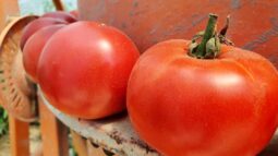In vizita la gradina de legume a restaurantului Sardin, in loc. Lunguletu, jud. Dambovita