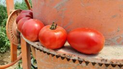 In vizita la gradina de legume a restaurantului Sardin, in loc. Lunguletu, jud. Dambovita