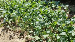 In vizita la gradina de legume a restaurantului Sardin, in loc. Lunguletu, jud. Dambovita