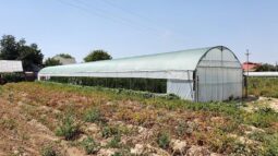 In vizita la gradina de legume a restaurantului Sardin, in loc. Lunguletu, jud. Dambovita