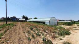In vizita la gradina de legume a restaurantului Sardin, in loc. Lunguletu, jud. Dambovita
