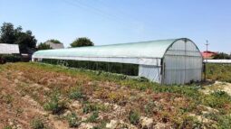 In vizita la gradina de legume a restaurantului Sardin, in loc. Lunguletu, jud. Dambovita