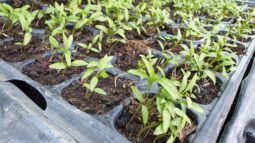 In vizita la gradina de legume a restaurantului Sardin, in loc. Lunguletu, jud. Dambovita