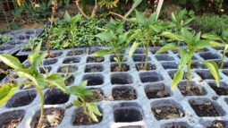 In vizita la gradina de legume a restaurantului Sardin, in loc. Lunguletu, jud. Dambovita