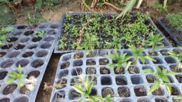 In vizita la gradina de legume a restaurantului Sardin, in loc. Lunguletu, jud. Dambovita