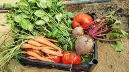 In vizita la gradina de legume a restaurantului Sardin, in loc. Lunguletu, jud. Dambovita