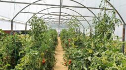 In vizita la gradina de legume a restaurantului Sardin, in loc. Lunguletu, jud. Dambovita