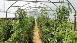 In vizita la gradina de legume a restaurantului Sardin, in loc. Lunguletu, jud. Dambovita