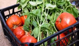 In vizita la gradina de legume a restaurantului Sardin, in loc. Lunguletu, jud. Dambovita