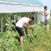 In vizita la gradina de legume a restaurantului Sardin, in loc. Lunguletu, jud. Dambovita