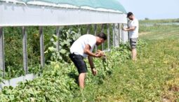 In vizita la gradina de legume a restaurantului Sardin, in loc. Lunguletu, jud. Dambovita