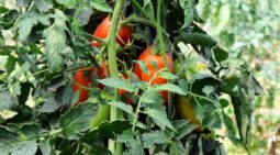 In vizita la gradina de legume a restaurantului Sardin, in loc. Lunguletu, jud. Dambovita