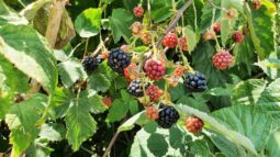 In vizita la gradina de legume a restaurantului Sardin, in loc. Lunguletu, jud. Dambovita