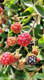 In vizita la gradina de legume a restaurantului Sardin, in loc. Lunguletu, jud. Dambovita