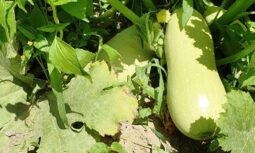 In vizita la gradina de legume a restaurantului Sardin, in loc. Lunguletu, jud. Dambovita