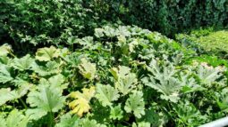 In vizita la gradina de legume a restaurantului Sardin, in loc. Lunguletu, jud. Dambovita