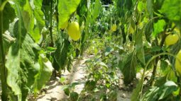 In vizita la gradina de legume a restaurantului Sardin, in loc. Lunguletu, jud. Dambovita