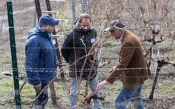 Cel mai bun viticultor din România