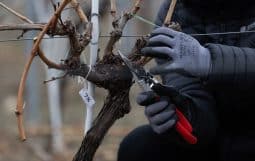 Cel mai bun viticultor din România