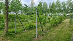 Ferma Pedagogica Sabareni, Clubul Copiilor - Restocracy