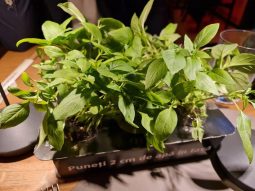 Ruka Izakaya meniu toamna 2023 Restocracy