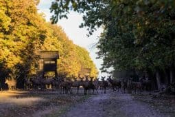 Singureni Manor Events